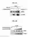 Fig. 06 - METHOD FOR SCREENING EMT INHIBITOR