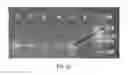 Fig. 22 - COMPOSITIONS AND METHODS FOR DETECTING, DIAGNOSING, AND TREATING CANCER