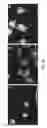 Fig. 30 - COMPOSITIONS AND METHODS FOR DETECTING, DIAGNOSING, AND TREATING CANCER