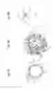 Fig. 17 - Coupling mechanism for date display discs
