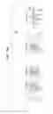 Fig. 13 - Discrete-time analog circuit, transmitting device, and receiving device