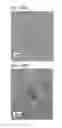 Fig. 44 - Semiconductor film, transistor, semiconductor device, display device, and electronic appliance