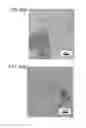 Fig. 85 - Semiconductor film, transistor, semiconductor device, display device, and electronic appliance