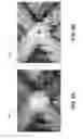 Fig. 15 - Multi-camera system using folded optics free from parallax and tilt artifacts