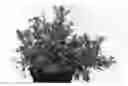 Fig. 01 - Dasiphora Plant Named 'Hachdon'