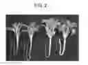 Fig. 03 - Hydroponic method utilizing beneficial micro-organisms