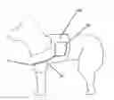 Fig. 01 - Animal training apparatus and method
