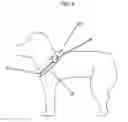 Fig. 05 - Animal training apparatus and method