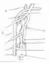 Fig. 02 - TAIL-SNAP COLLAR