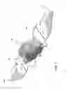 Fig. 02 - FLYING DUCK DECOY