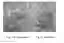 Fig. 06 - COMPOSITION FOR IMPROVING FLAVOR OF AND INHIBITING GROWTH OF PATHOGENIC BACTERIA IN POULTRY