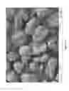 Fig. 15 - POTATO PRODUCTS WITH ENHANCED RESISTANT STARCH CONTENT AND MODERATED GLYCEMIC RESPONSE AND METHODS THEREOF