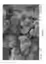 Fig. 16 - POTATO PRODUCTS WITH ENHANCED RESISTANT STARCH CONTENT AND MODERATED GLYCEMIC RESPONSE AND METHODS THEREOF