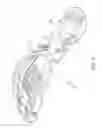 Fig. 10 - Sole for cycling shoe