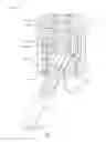 Fig. 11 - Polyaxial screw and rod system