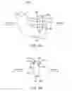 Fig. 05 - Mandibular advancement and retraction via bone anchoring devices