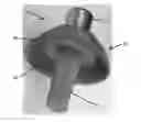 Fig. 01 - Microminiature chainmail interface between skin and a transcutaneous prosthetic device and a method of manufacture