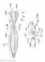 Fig. 07 - MULTIPLE LUMEN HEAT EXCHANGE CATHETERS