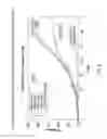 Fig. 09 - Biodegradable intravitreal tyrosine kinase implants