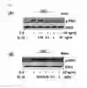 Fig. 02 - COMPOSITIONS CONTAINING MONOACETYLDIACYLGLYCEROL COMPOUND AS AN ACTIVE INGREDIENT FOR PREVENTING OR TREATING RHEUMATOID ARTHRITIS