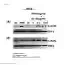 Fig. 03 - COMPOSITIONS CONTAINING MONOACETYLDIACYLGLYCEROL COMPOUND AS AN ACTIVE INGREDIENT FOR PREVENTING OR TREATING RHEUMATOID ARTHRITIS
