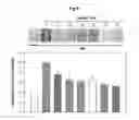 Fig. 09 - Calebin A for hepatic steatosis