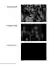 Fig. 23 - Compositions comprising acidic extracts of mastic gum