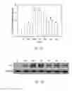 Fig. 03 - METHODS OF TREATING BRAIN ISCHEMIA OR HYPOXIA