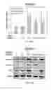 Fig. 10 - METHODS OF TREATING BRAIN ISCHEMIA OR HYPOXIA