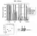 Fig. 04 - METHODS AND COMPOSITIONS FOR TREATING NEUROPATHIES