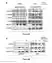 Fig. 06 - Methods and Compositions for Inducing Deregulation of EPHA7 and ERK Phosphorylation in Human Acute Leukemias