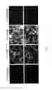 Fig. 14 - HALIDES IN THE TREATMENT OF PATHOGENIC INFECTION