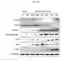 Fig. 05 - Induced hepatocytes and uses thereof