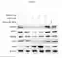 Fig. 09 - Induced hepatocytes and uses thereof