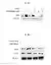 Fig. 28 - Induced hepatocytes and uses thereof