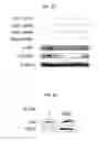 Fig. 29 - Induced hepatocytes and uses thereof