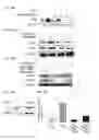 Fig. 35 - Induced hepatocytes and uses thereof