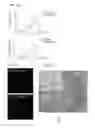 Fig. 45 - Induced hepatocytes and uses thereof