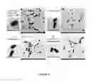 Fig. 04 - Compositions and methods for treatment of cancer using bacteria