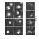 Fig. 02 - Polypeptide targeting to mitochondria