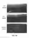 Fig. 11 - Lipid nanoparticles for wound healing