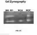 Fig. 09 - SCAFFOLDS CONTAINING CYTOKINES FOR TISSUE ENGINEERING