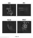 Fig. 10 - SCAFFOLDS CONTAINING CYTOKINES FOR TISSUE ENGINEERING