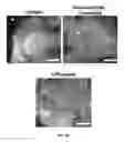 Fig. 13 - SCAFFOLDS CONTAINING CYTOKINES FOR TISSUE ENGINEERING