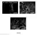 Fig. 15 - SCAFFOLDS CONTAINING CYTOKINES FOR TISSUE ENGINEERING