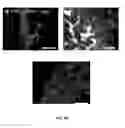 Fig. 16 - SCAFFOLDS CONTAINING CYTOKINES FOR TISSUE ENGINEERING