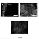 Fig. 17 - SCAFFOLDS CONTAINING CYTOKINES FOR TISSUE ENGINEERING