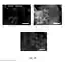 Fig. 18 - SCAFFOLDS CONTAINING CYTOKINES FOR TISSUE ENGINEERING