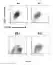 Fig. 19 - SCAFFOLDS CONTAINING CYTOKINES FOR TISSUE ENGINEERING