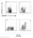 Fig. 20 - SCAFFOLDS CONTAINING CYTOKINES FOR TISSUE ENGINEERING